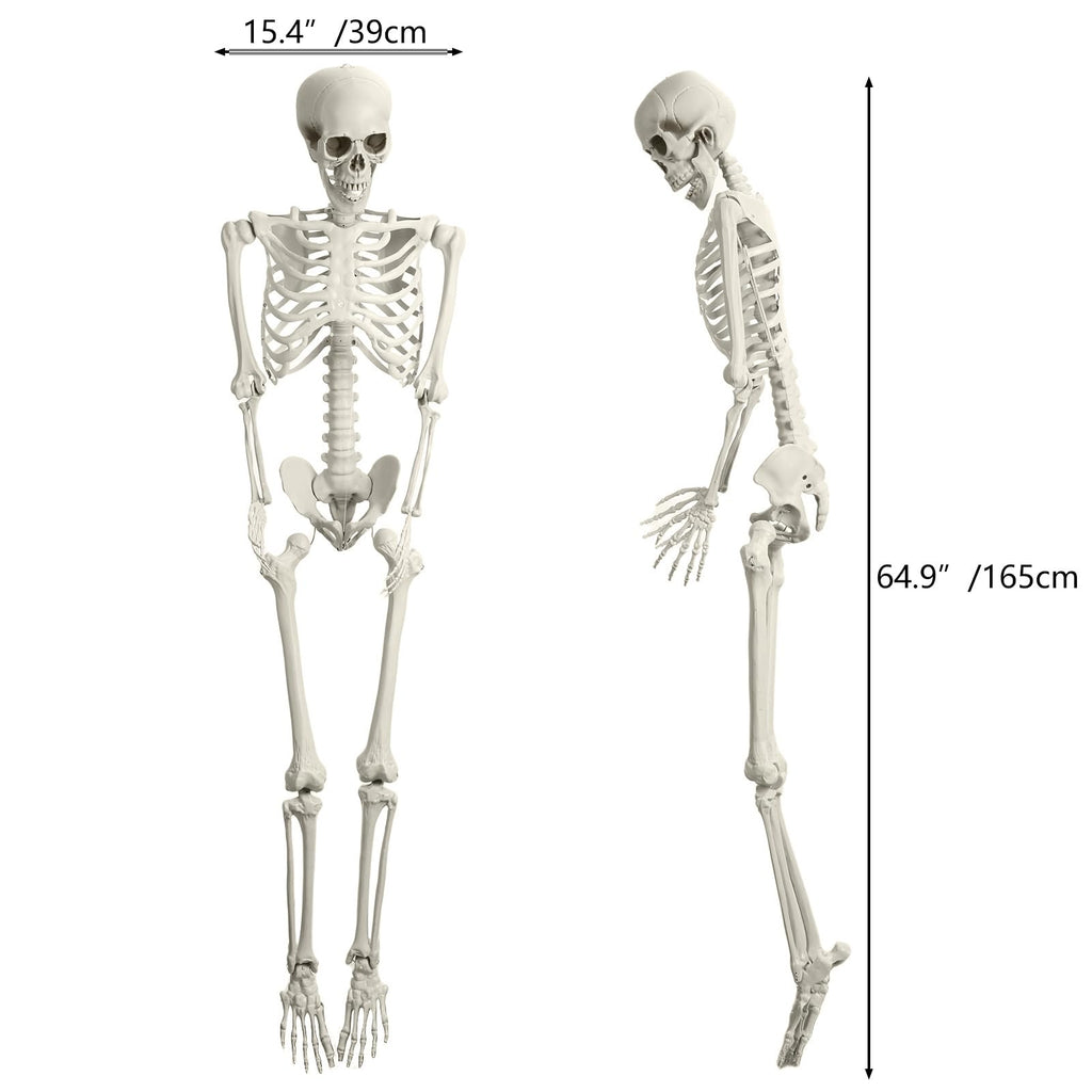 Life Size Imitation Skeleton with Posable Joints O467