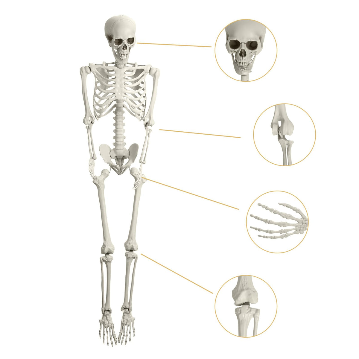 Life Size Imitation Skeleton with Posable Joints O467