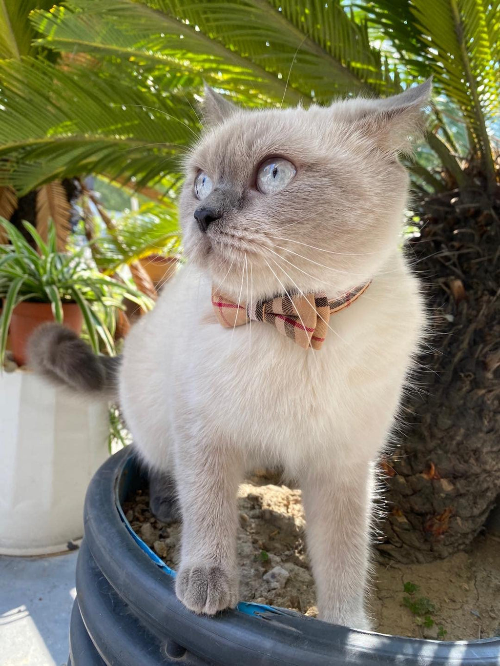 Breakaway Cat Collar with Bow Bell 2 Pack L395