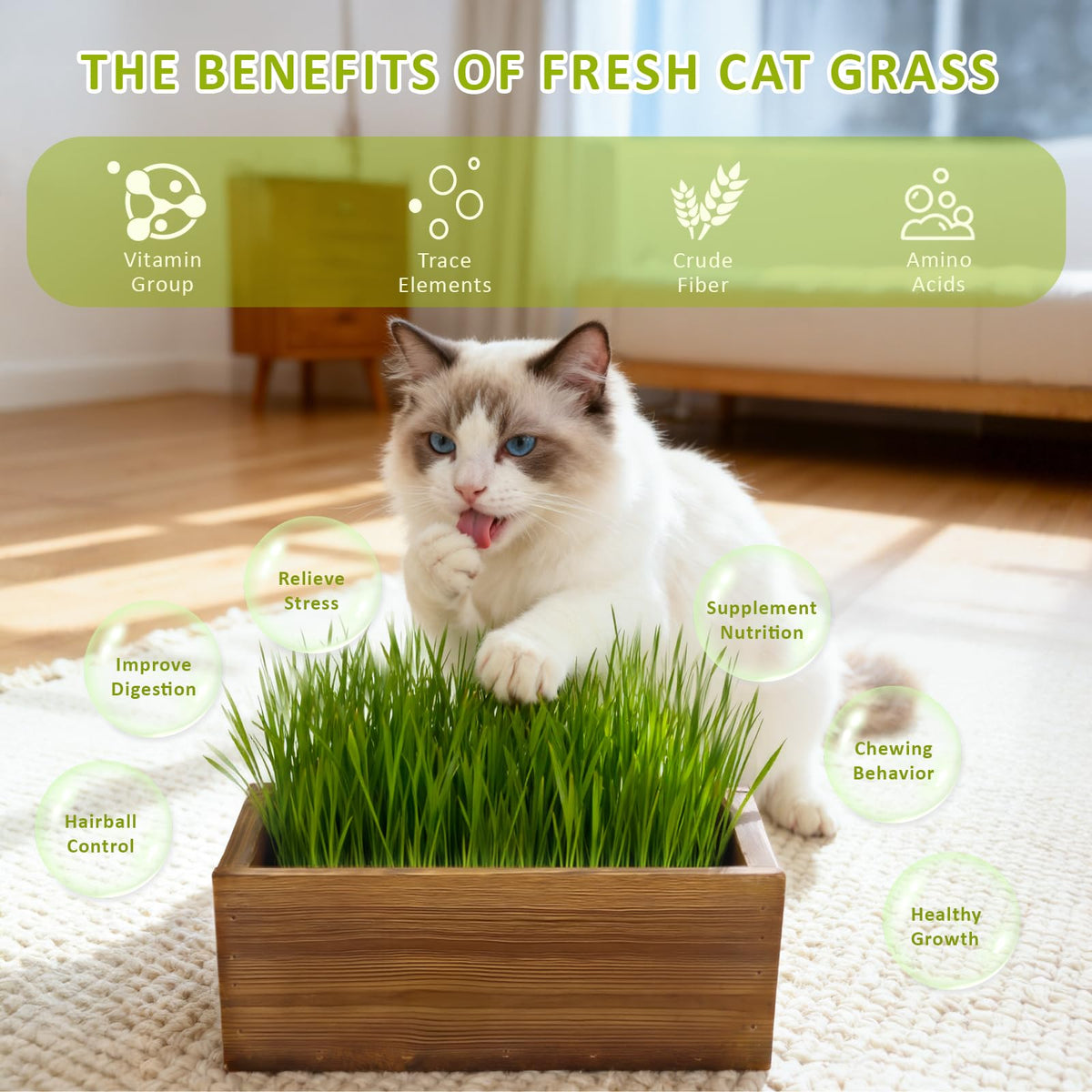 Cat Grass Kit with Wooden Planter 5 Pack K10927