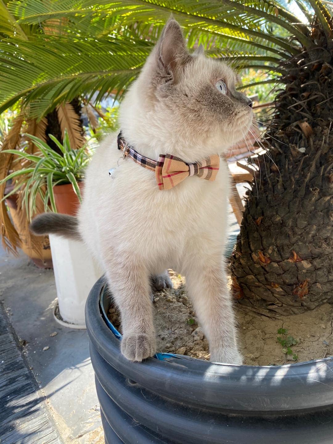 Breakaway Cat Collar with Bow Bell 2 Pack L395