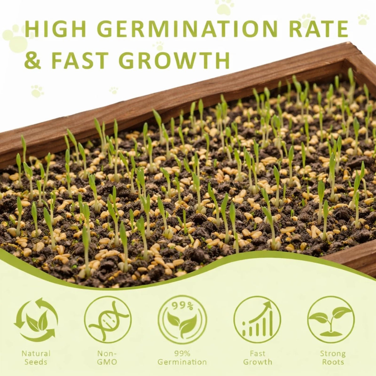 Cat Grass Kit with Wooden Planter 5 Pack K10927