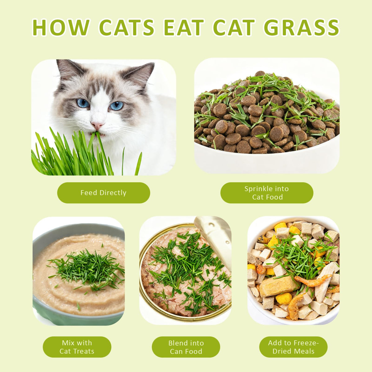 Cat Grass Kit with Wooden Planter 5 Pack K10927