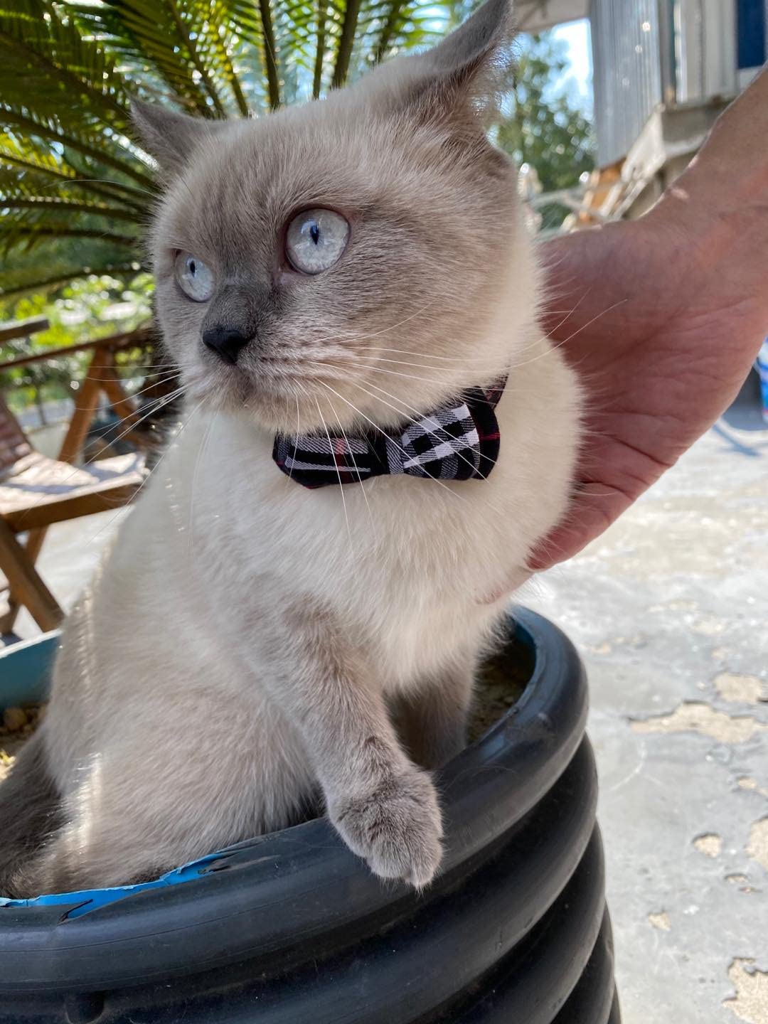 Breakaway Cat Collar with Bow Bell 2 Pack L395